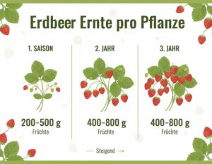 Mehr über den Artikel erfahren Erdbeeren Ertrag pro Pflanze