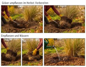 Mehr über den Artikel erfahren Gräser umpflanzen im Herbst