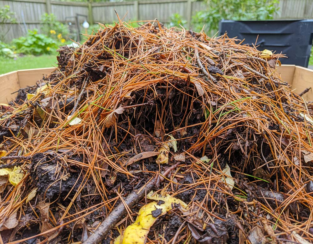 Du betrachtest gerade Kiefernnadeln kompostieren?