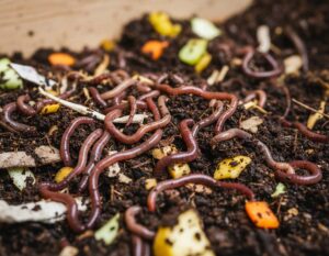 Mehr über den Artikel erfahren Kompostwürmer kaufen