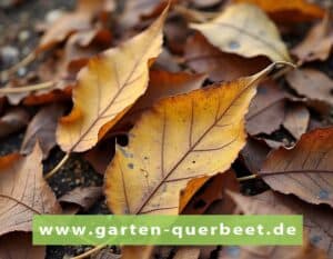 Mehr über den Artikel erfahren Laubkompost