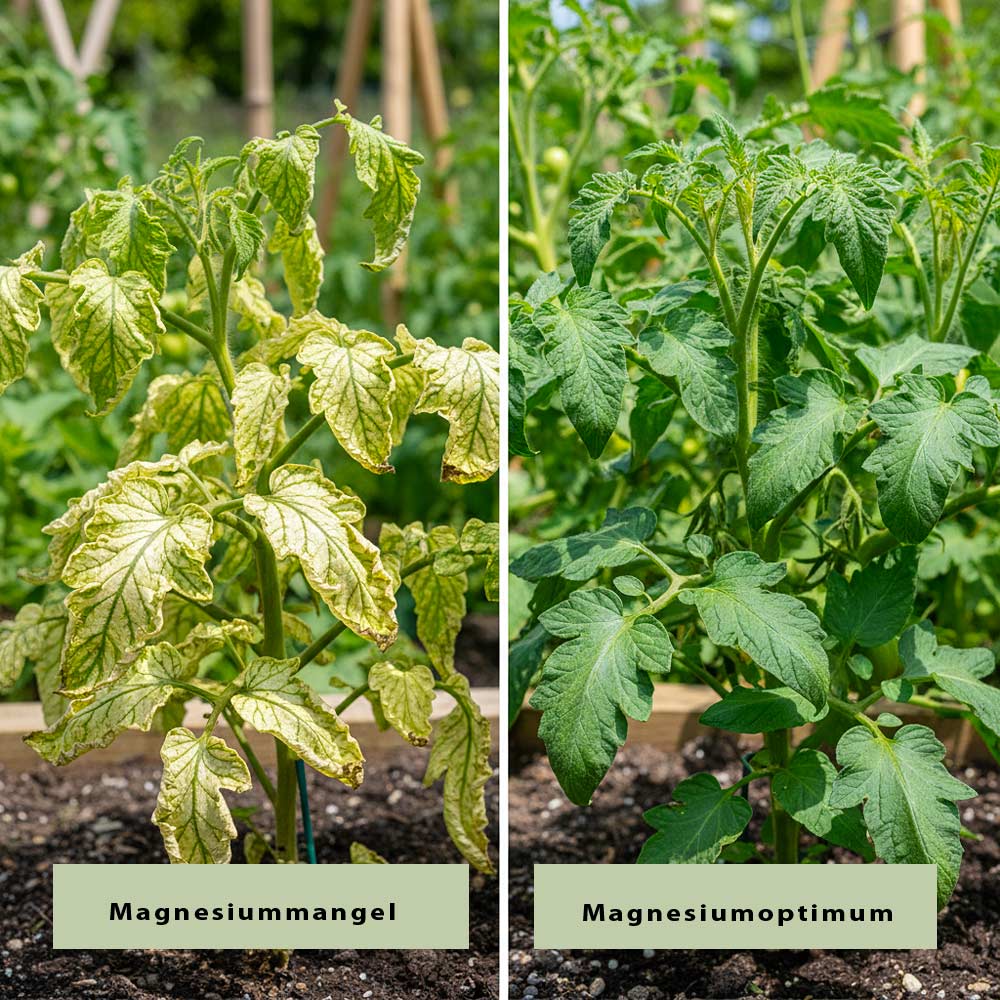 Du betrachtest gerade Magnesium Düngung