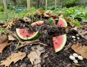Mehr über den Artikel erfahren Melonenschale auf den Kompost?