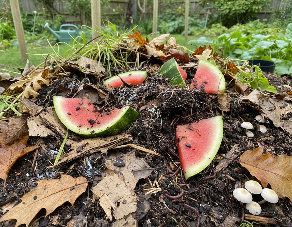 Du betrachtest gerade Melonenschale auf den Kompost?