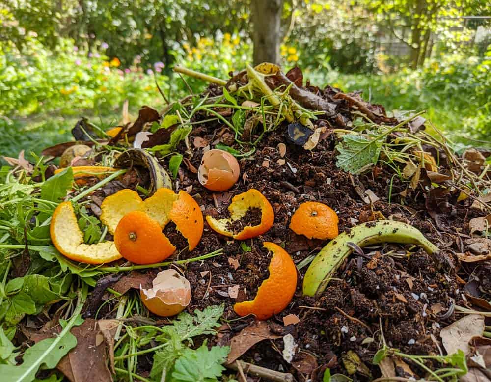 Du betrachtest gerade Orangenschalen auf den Kompost?