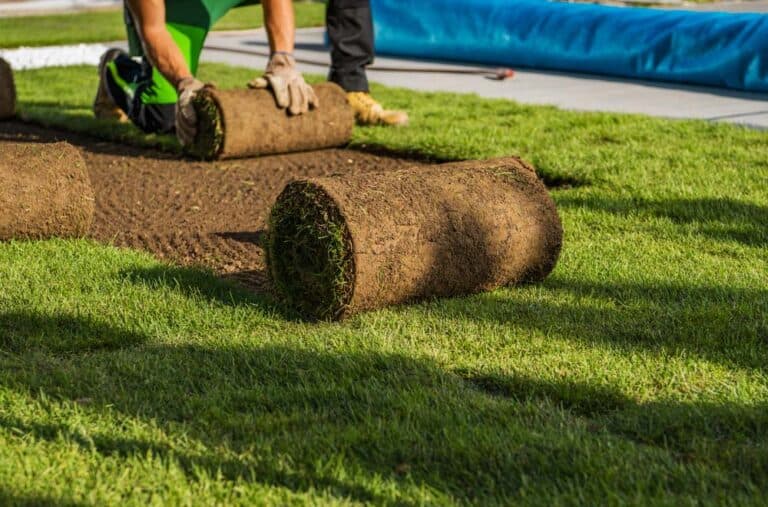 Mehr über den Artikel erfahren Rollrasen im Herbst verlegen?