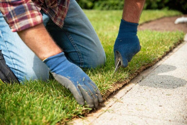 Mehr über den Artikel erfahren Rollrasen Pflegeanleitung