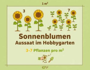 Mehr über den Artikel erfahren Welche Saatstärke bei Sonnenblumen
