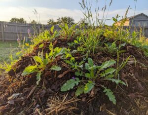 Unkraut auf Kompost entfernen