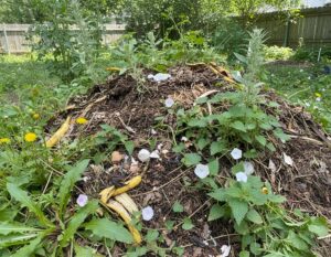 Mehr über den Artikel erfahren Unkraut auf Kompost?