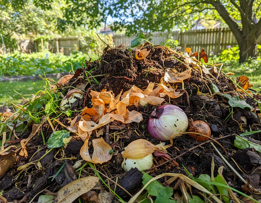 Du betrachtest gerade Zwiebeln auf den Kompost?