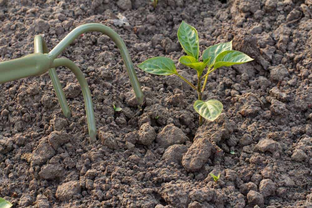 Du betrachtest gerade Gartenhacke Dreizack