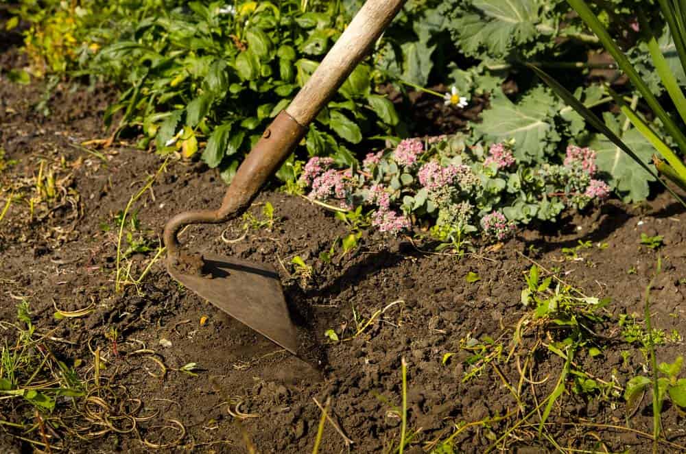 Du betrachtest gerade Gartenhacke