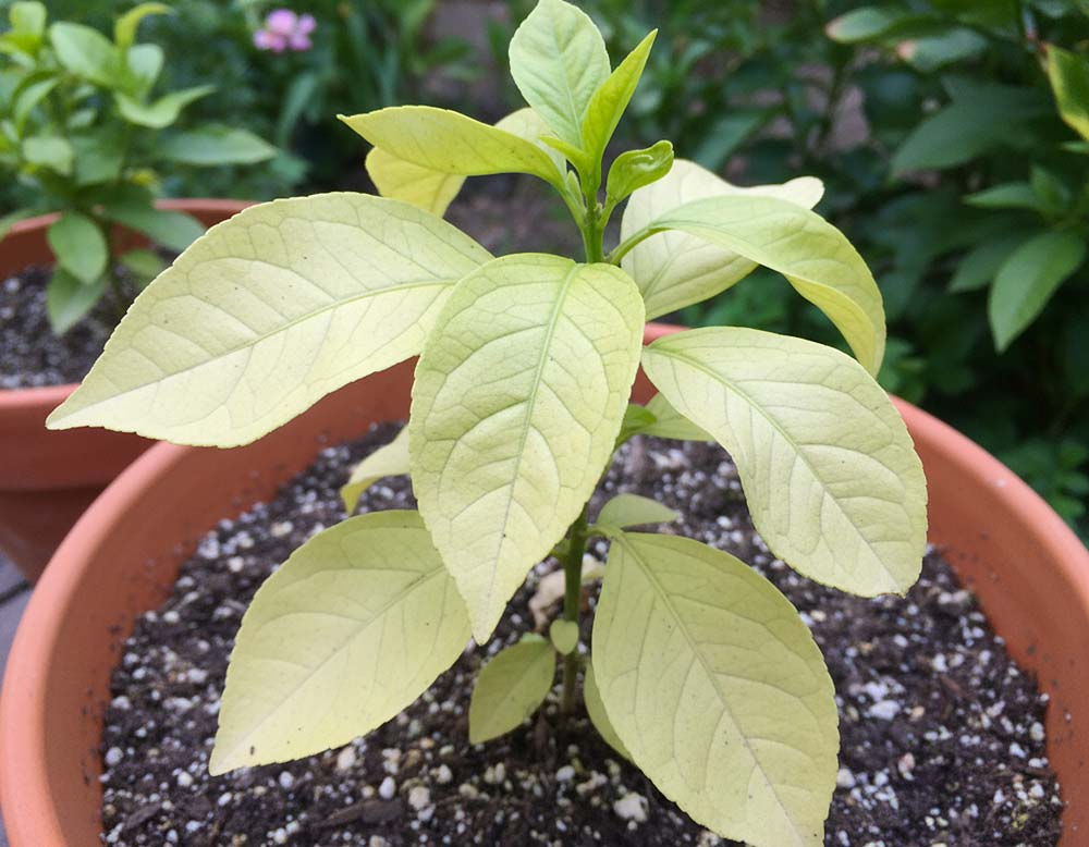 Du betrachtest gerade Hellgrüne Blätter – Mangelerscheinung?