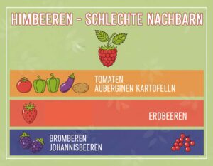 Mehr über den Artikel erfahren Himbeeren – Welche Pflanzen als schlechte Nachbarn