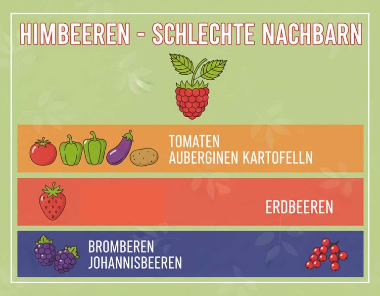 Mehr über den Artikel erfahren Himbeeren – Welche Pflanzen als schlechte Nachbarn