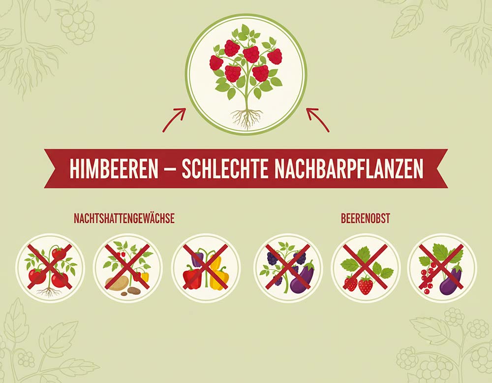 Himbeeren – schlechte Nachbarpflanzen