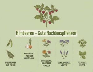 Mehr über den Artikel erfahren Himbeeren – gute und schlechte Nachbarn