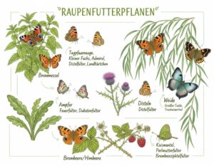 Mehr über den Artikel erfahren Raupenfutterpflanzen
