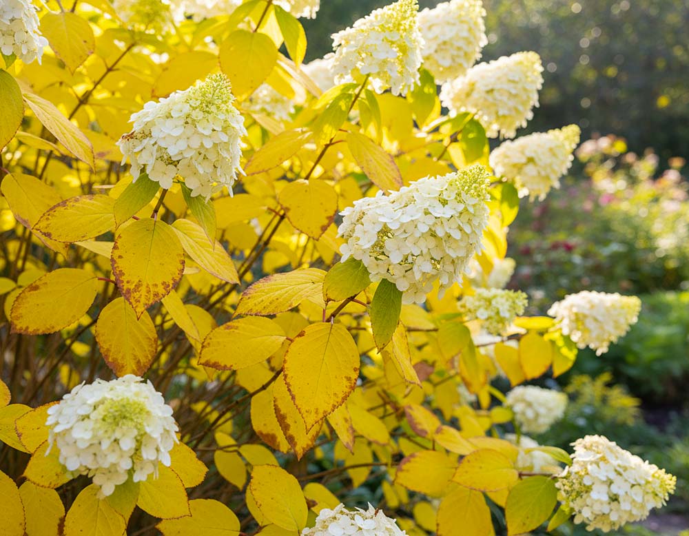 Du betrachtest gerade Warum bekommt meine Rispenhortensie gelbe Blätter?