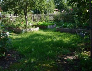 Mehr über den Artikel erfahren Schattengras