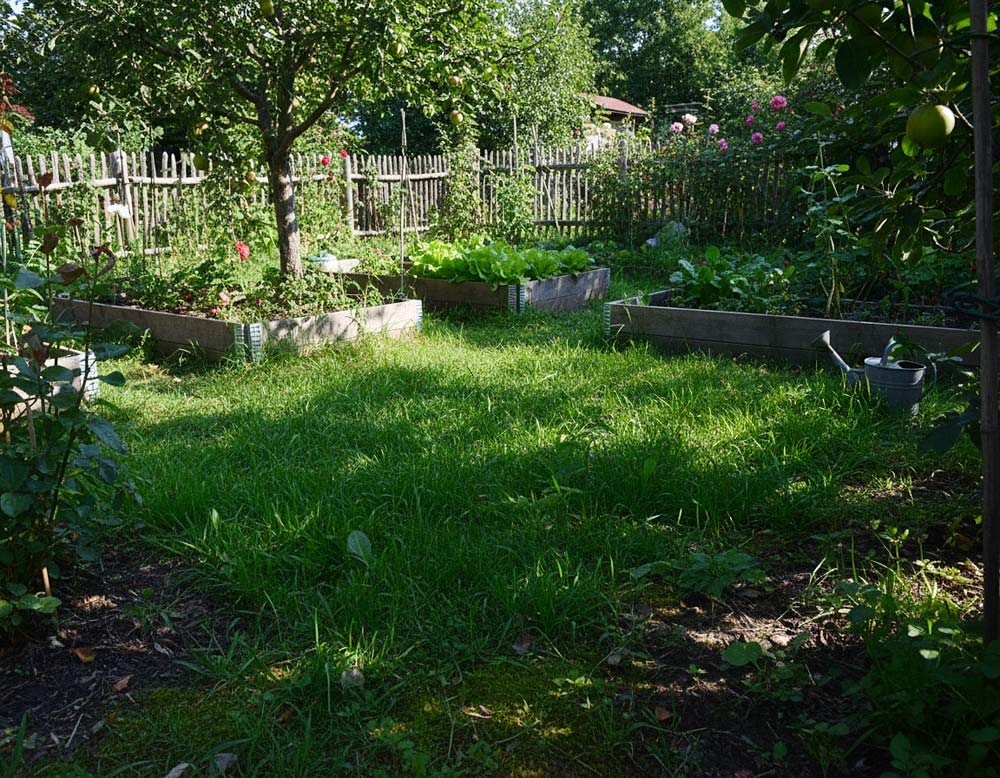 Du betrachtest gerade Schattengras