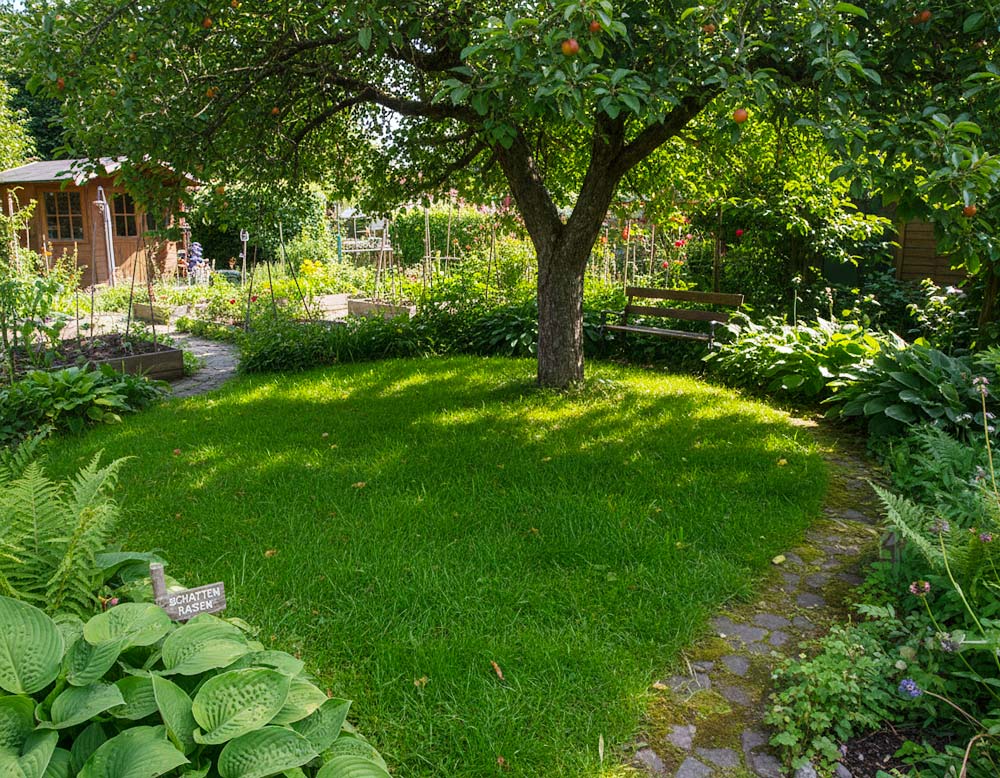 Du betrachtest gerade Was ist Schattenrasen?