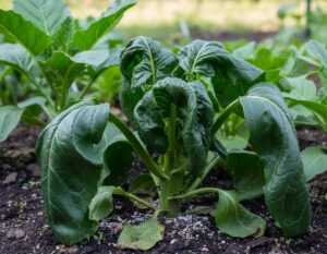 Mehr über den Artikel erfahren Stickstoffüberschuss Symptome bei Pflanzen