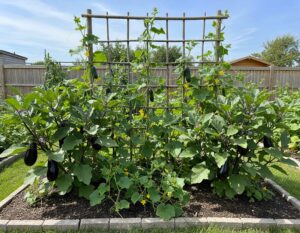 Mehr über den Artikel erfahren Aubergine und Gurke zusammen pflanzen?