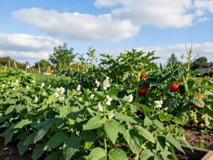 Mehr über den Artikel erfahren Buschbohnen schlechte Nachbarn?