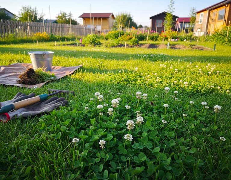 Mehr über den Artikel erfahren Klee beseitigen