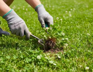 Mehr über den Artikel erfahren Klee im Rasen biologisch entfernen