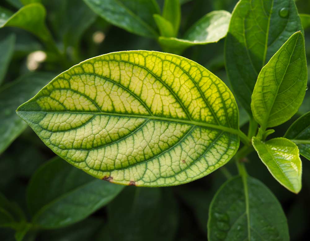 Du betrachtest gerade Magnesiummangel bei Pflanzen?