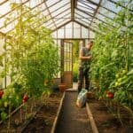 Tomatenpflege im Gewächshaus