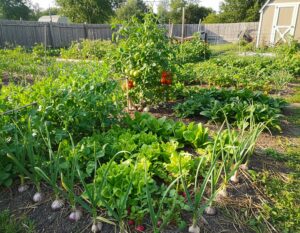 Mehr über den Artikel erfahren Was nach Knoblauch pflanzen?
