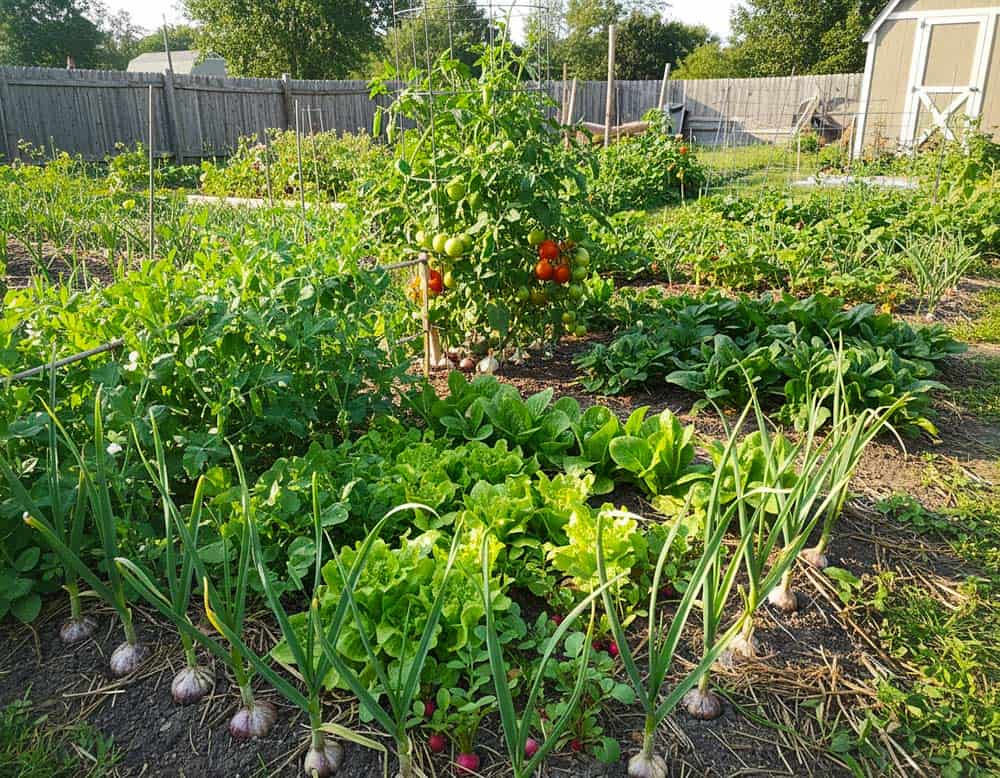 Du betrachtest gerade Was nach Knoblauch pflanzen?