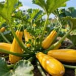 Zucchini werden an der Spitze gelb?