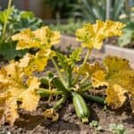 Zucchini pflanze wächst nicht – Was tun?