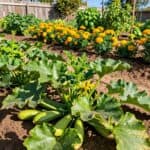 Fruchtfolge nach Zucchini