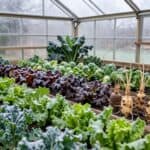 Wintergemüse im Gewächshaus