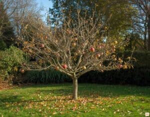 Mehr über den Artikel erfahren Apfelbaum im Winter schneiden: Was viele Hobbygärtner dabei übersehen