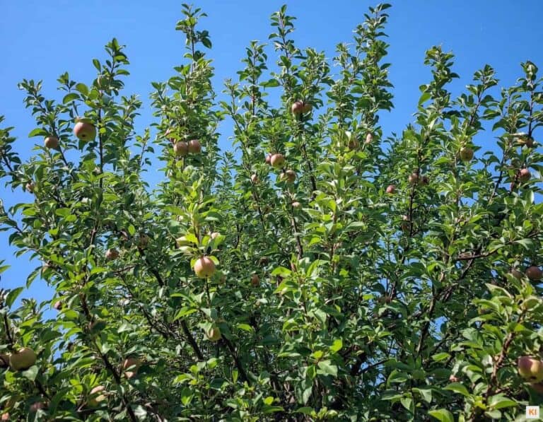 Mehr über den Artikel erfahren Apfelbaum Wassertriebe entfernen: Was hinter dem wilden Wuchs steckt und was wirklich hilft