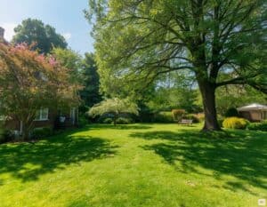 Mehr über den Artikel erfahren Bäume im Garten: Der große Ratgeber für Schnitt, Pflege und Gesundheit