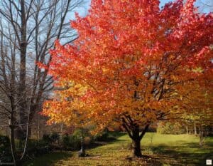 Mehr über den Artikel erfahren Bäume schneiden im Herbst: Was wirklich sinnvoll ist und was besser bis zum Winter wartet