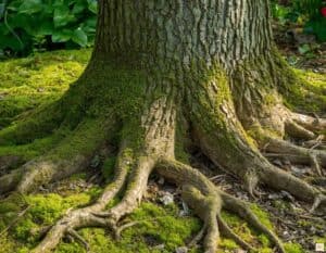 Mehr über den Artikel erfahren Baumgesundheit im Garten: Krankheiten erkennen, Wurzeln schützen, richtig bepflanzen