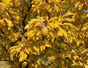 Mehr über den Artikel erfahren Birnbaum schneiden im Herbst: Was geht und was besser bis zum Winter wartet
