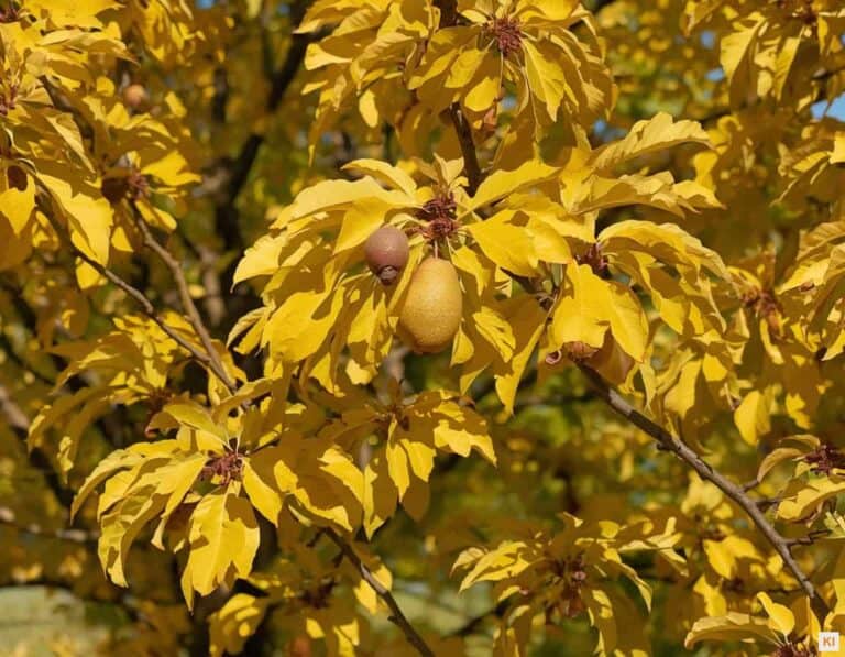 Mehr über den Artikel erfahren Birnbaum schneiden im Herbst: Was geht und was besser bis zum Winter wartet