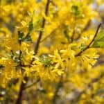 Forsythie Krankheiten: Was den Frühblüher wirklich schwächt
