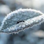 Halten Ameisen Winterschlaf? Was wirklich im Nest passiert