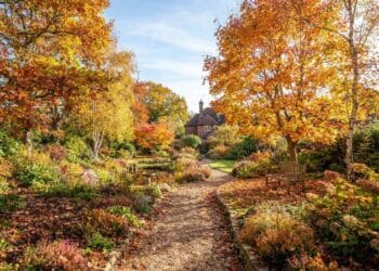 Laubbäume schneiden – Linde und Ahorn im Hausgarten im Herbst